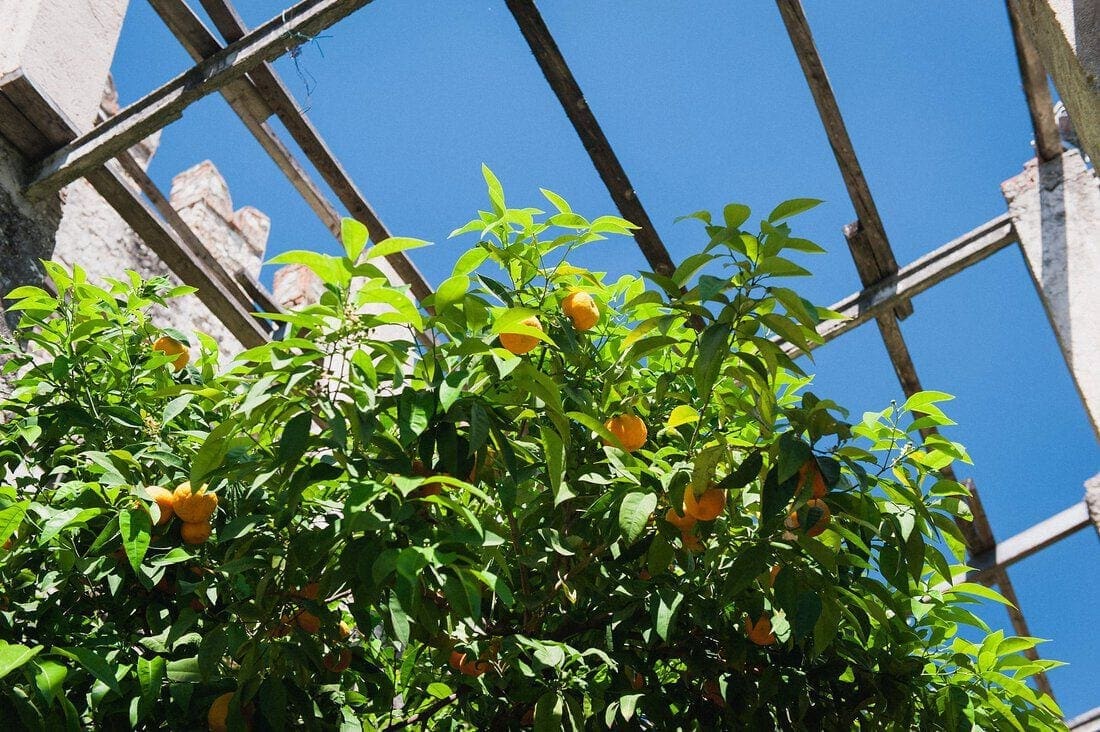 torri-del-benaco-wedding_3